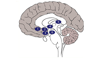 Affective Neuroscience